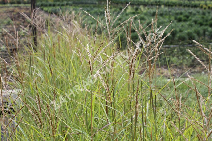 Ozdobnice čínská 'Purple Fall' - Miscanthus sinensis 'Purple Fall'