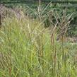 Ozdobnice čínská 'Purple Fall' - Miscanthus sinensis 'Purple Fall'