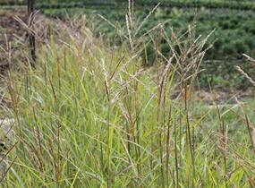Ozdobnice čínská 'Purple Fall' - Miscanthus sinensis 'Purple Fall'
