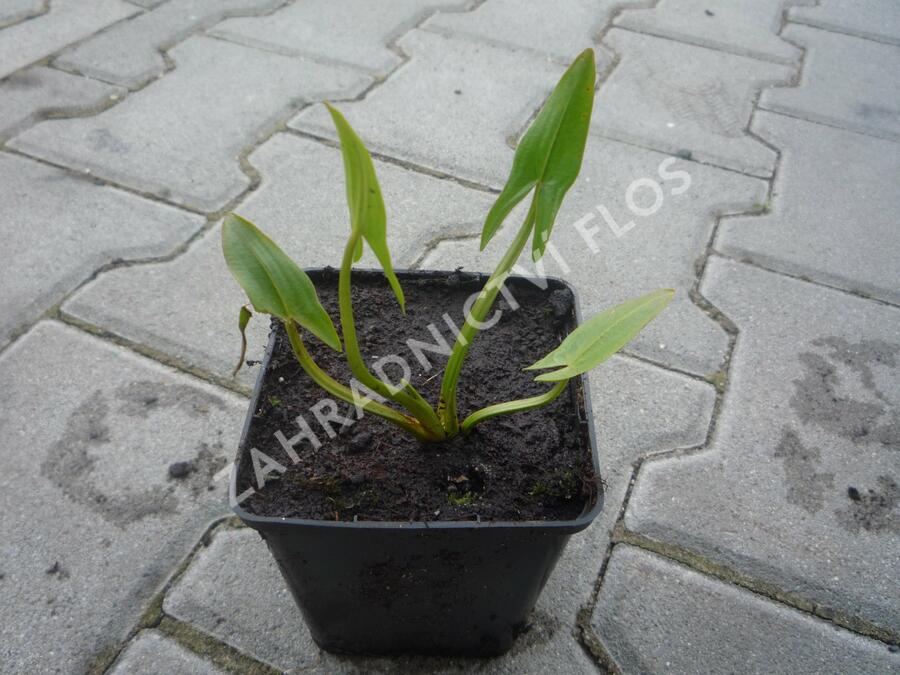 Šípatka střelolistá - Sagittaria sagittifolia