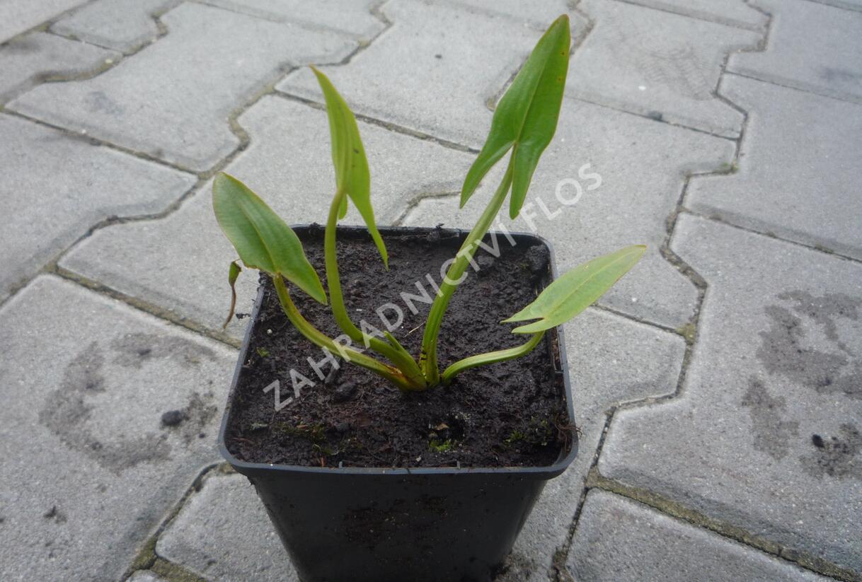 Šípatka střelolistá - Sagittaria sagittifolia