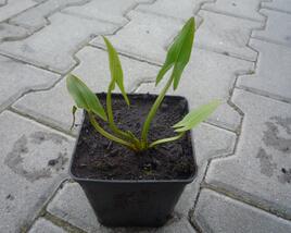 Šípatka střelolistá