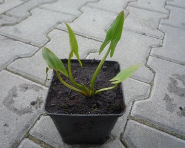 Šípatka střelolistá