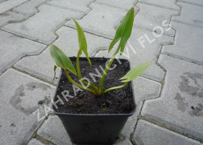 Šípatka střelolistá - Sagittaria sagittifolia