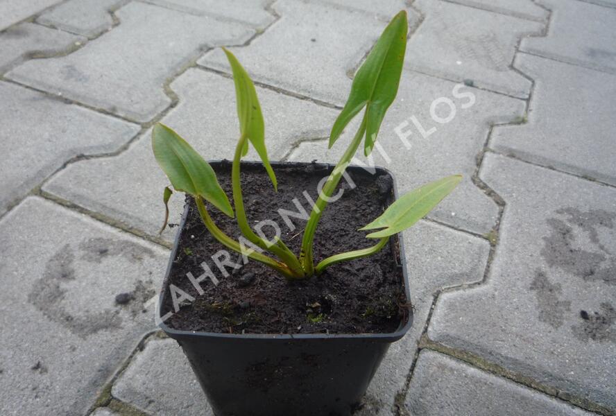 Šípatka střelolistá - Sagittaria sagittifolia
