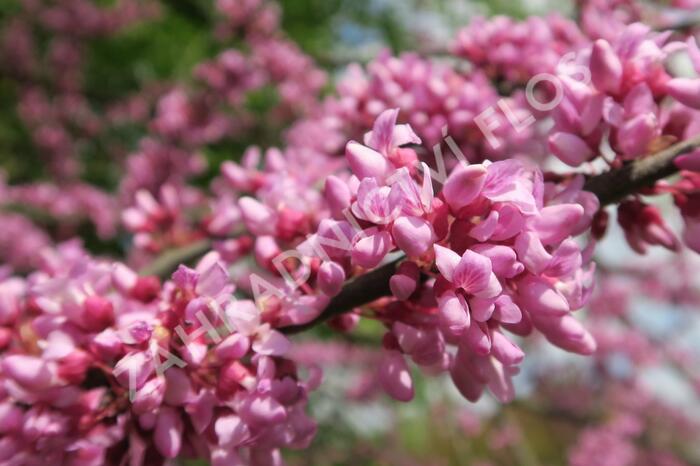 Zmarlika kanadská - Cercis canadensis