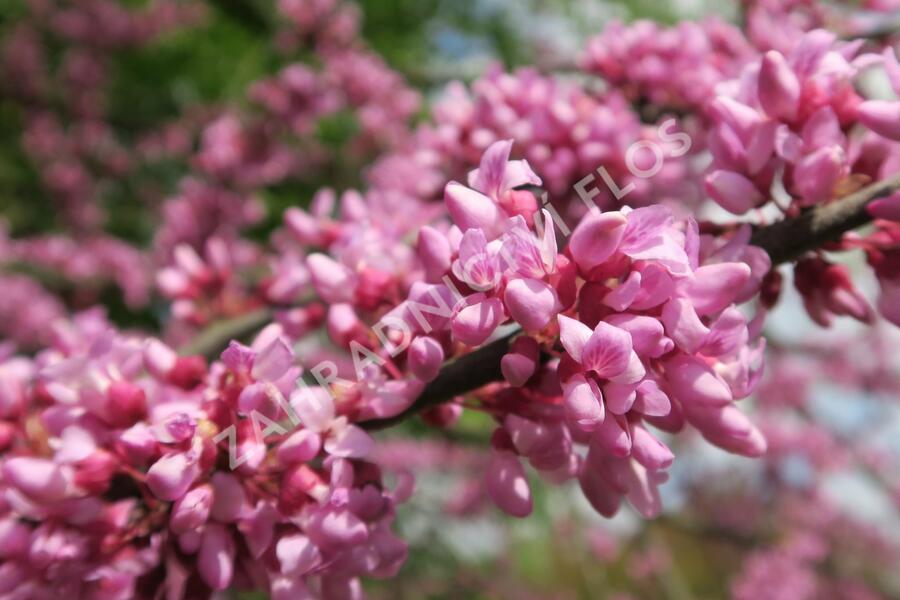 Zmarlika kanadská - Cercis canadensis