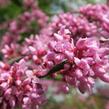 Zmarlika kanadská - Cercis canadensis