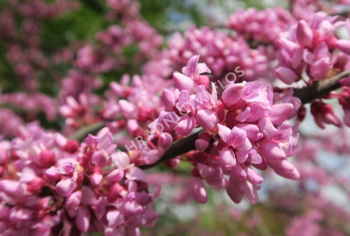 Zmarlika kanadská - Cercis canadensis
