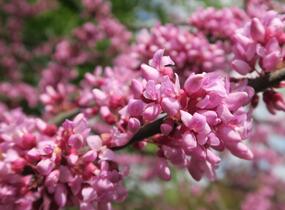 Zmarlika kanadská - Cercis canadensis