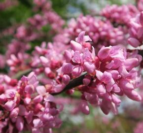 Zmarlika kanadská - Cercis canadensis