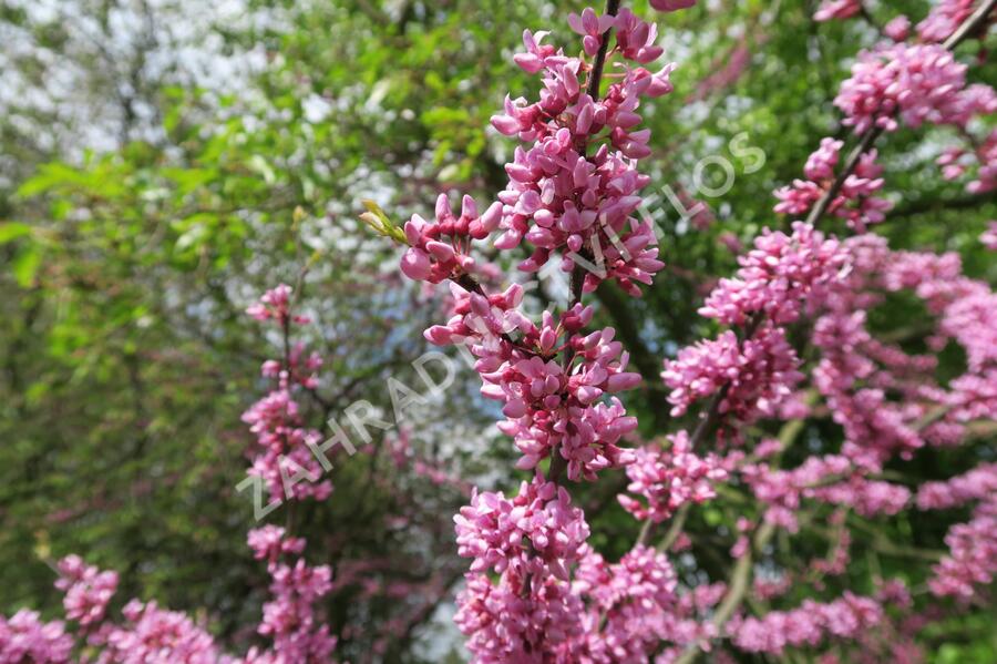 Zmarlika kanadská - Cercis canadensis