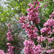 Zmarlika kanadská - Cercis canadensis