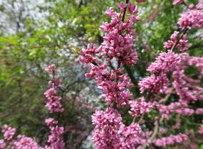 Zmarlika kanadská - Cercis canadensis