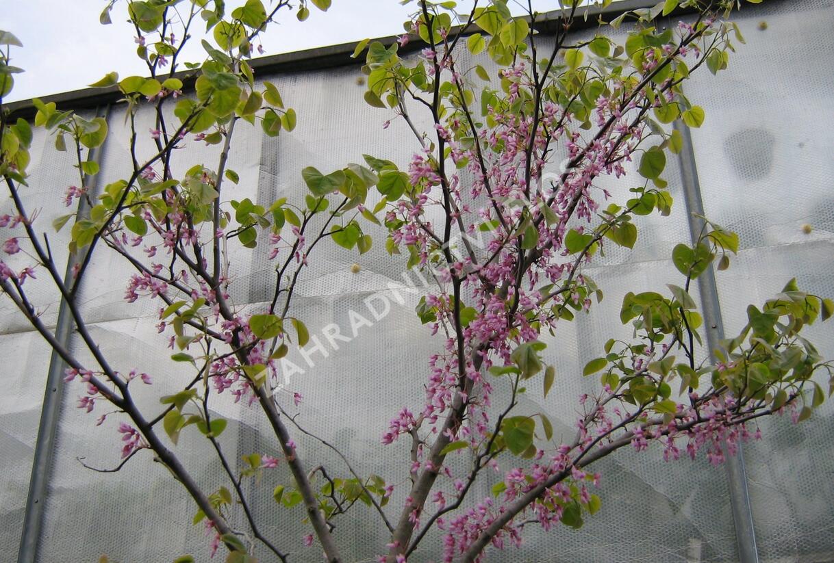 Zmarlika kanadská - Cercis canadensis