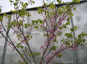 Zmarlika kanadská - Cercis canadensis