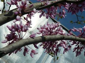 Zmarlika kanadská - Cercis canadensis