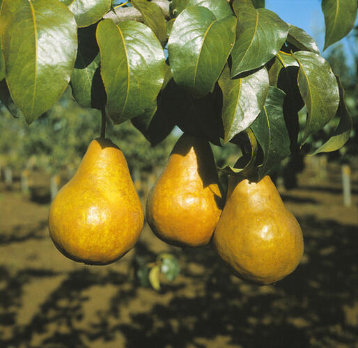 Hrušeň podzimní 'Boscova lahvice' - Pyrus communis 'Boscova lahvice'