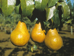 Hrušeň podzimní 'Boscova lahvice' - Pyrus communis 'Boscova lahvice'
