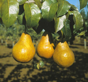 Hrušeň podzimní 'Boscova lahvice' - Pyrus communis 'Boscova lahvice'