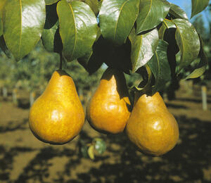 Hrušeň podzimní 'Boscova lahvice' - Pyrus communis 'Boscova lahvice'