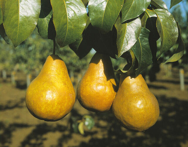 Hrušeň podzimní 'Boscova lahvice' - Pyrus communis 'Boscova lahvice'
