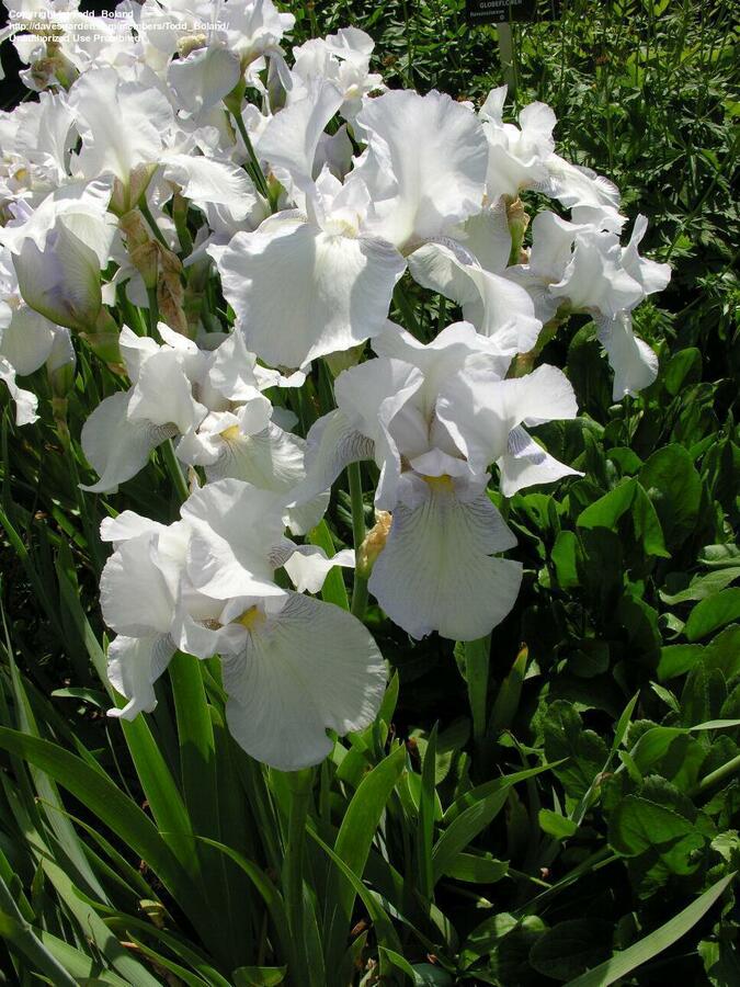 Kosatec německý 'English Cottage' - Iris barbata-elatior 'English Cottage'