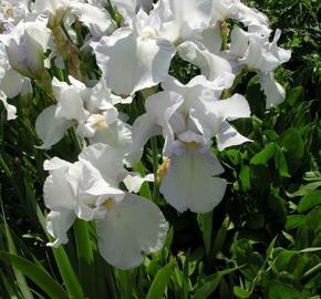 Kosatec německý 'English Cottage' - Iris barbata-elatior 'English Cottage'