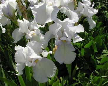 Kosatec německý 'English Cottage'