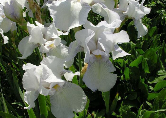 Kosatec 'English Cottage' - Iris 'English Cottage'