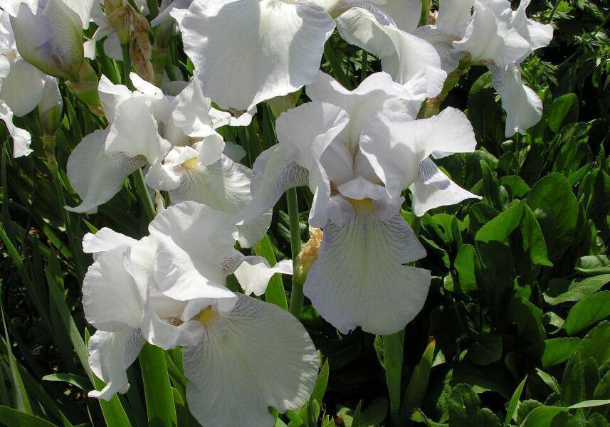 Kosatec německý 'English Cottage' - Iris barbata-elatior 'English Cottage'