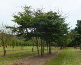 Zelkova pilovitá
