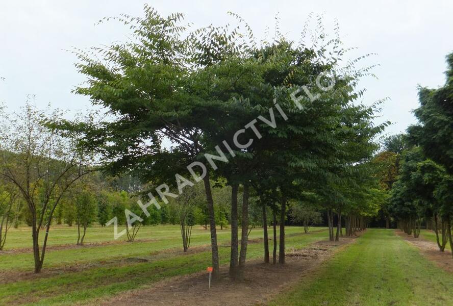 Zelkova pilovitá - Zelkova serrata