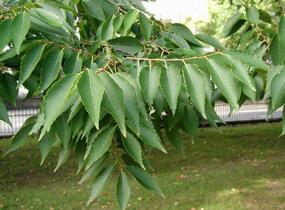 Zelkova pilovitá - Zelkova serrata