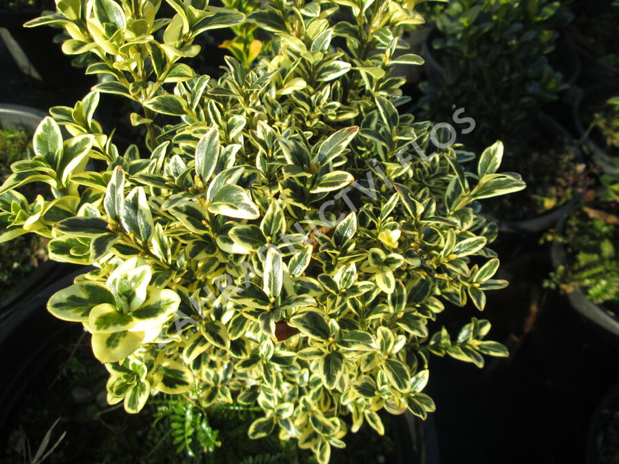 Zimostráz obecný 'Variegata' - Buxus sempervirens 'Variegata'