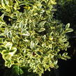 Zimostráz obecný 'Variegata' - Buxus sempervirens 'Variegata'