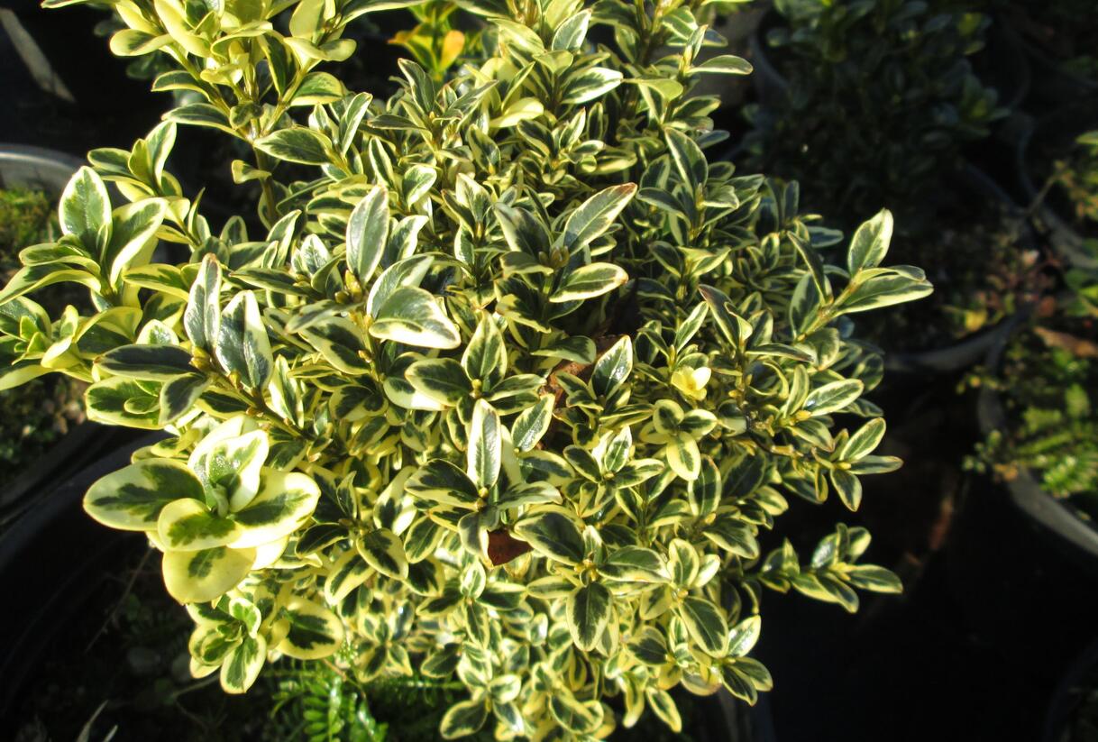 Zimostráz obecný 'Variegata' - Buxus sempervirens 'Variegata'