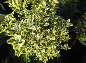 Zimostráz obecný 'Variegata' - Buxus sempervirens 'Variegata'