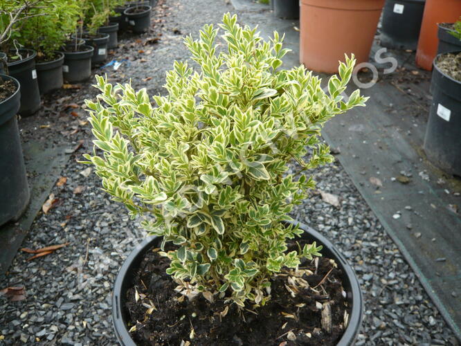 Zimostráz obecný 'Variegata' - Buxus sempervirens 'Variegata'