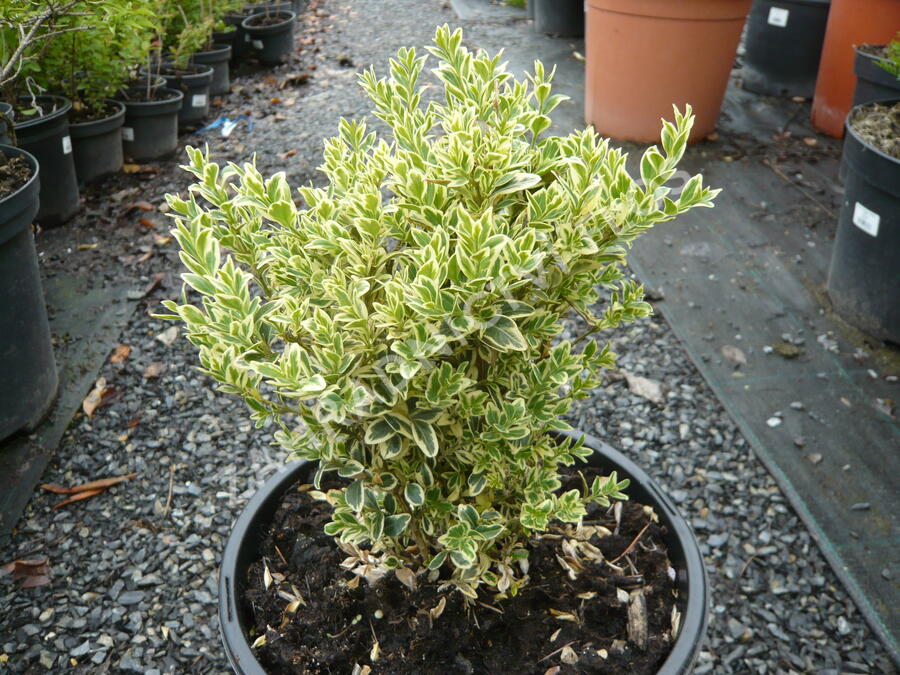 Zimostráz obecný 'Variegata' - Buxus sempervirens 'Variegata'