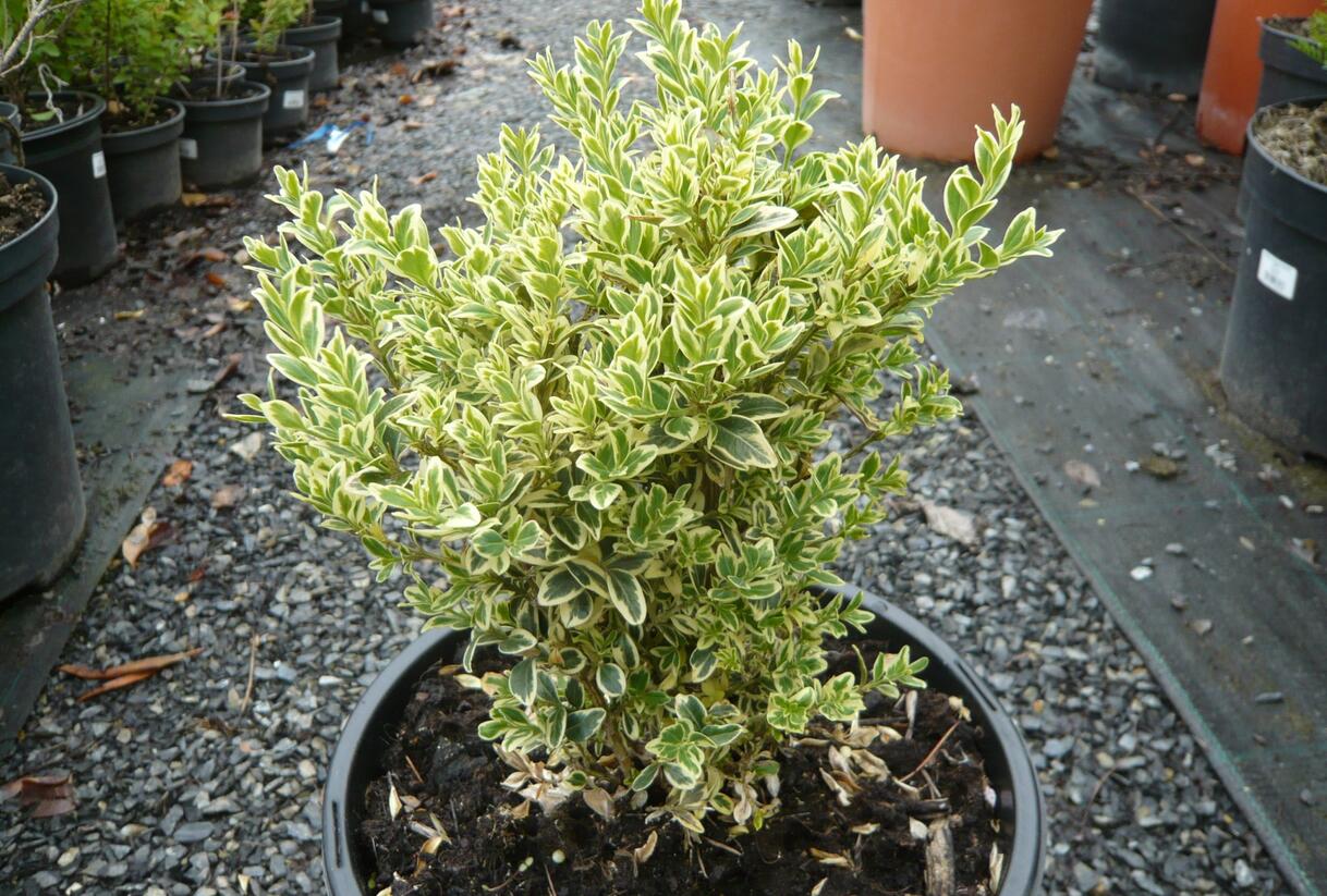Zimostráz obecný 'Variegata' - Buxus sempervirens 'Variegata'