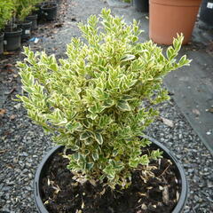 Zimostráz obecný 'Variegata' - Buxus sempervirens 'Variegata'