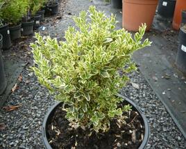 Zimostráz obecný 'Variegata'