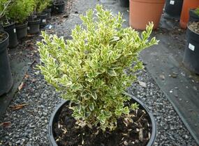 Zimostráz obecný 'Variegata' - Buxus sempervirens 'Variegata'