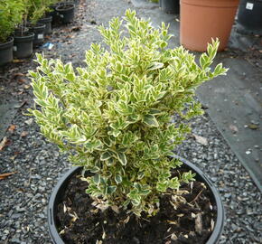 Zimostráz obecný 'Variegata' - Buxus sempervirens 'Variegata'