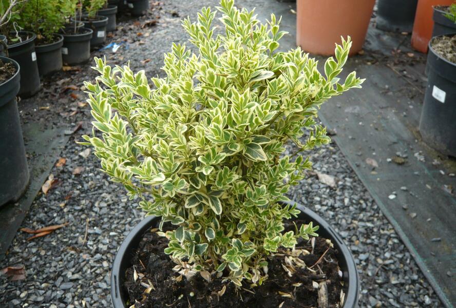 Zimostráz obecný 'Variegata' - Buxus sempervirens 'Variegata'