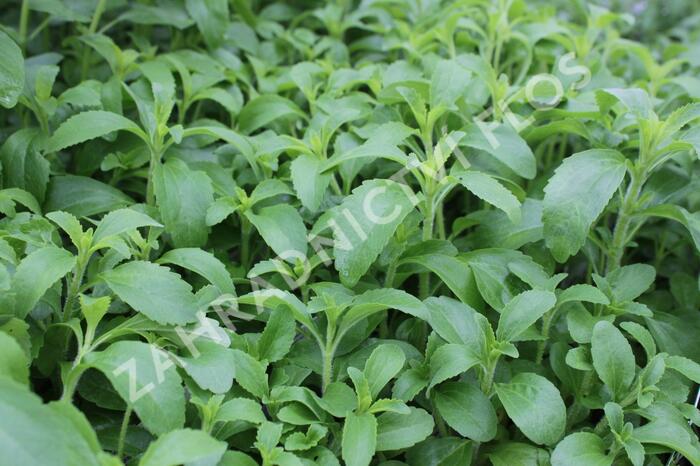 Stévie sladká 'Sweet Leaf' - Stevia rebaudiana 'Sweet Leaf'
