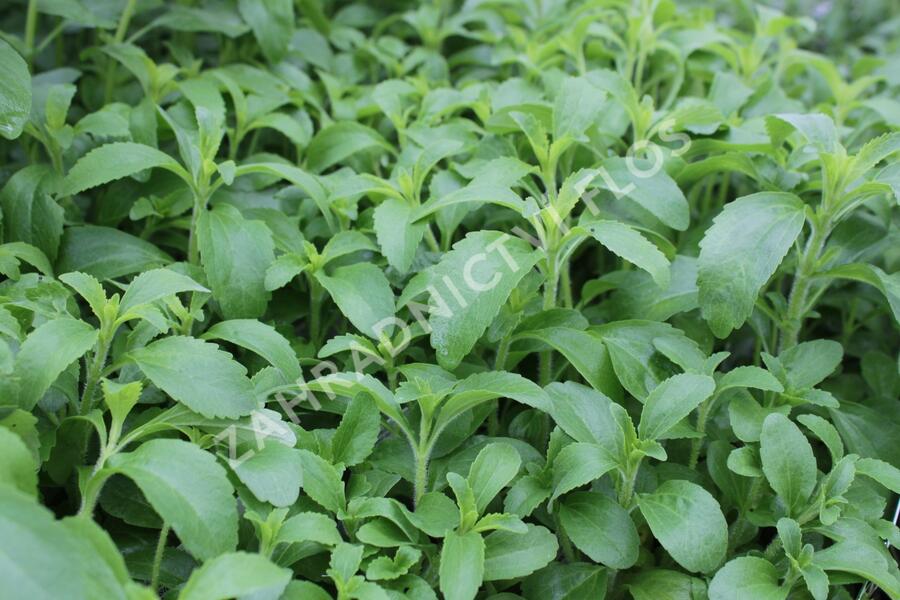 Stévie sladká 'Sweet Leaf' - Stevia rebaudiana 'Sweet Leaf'