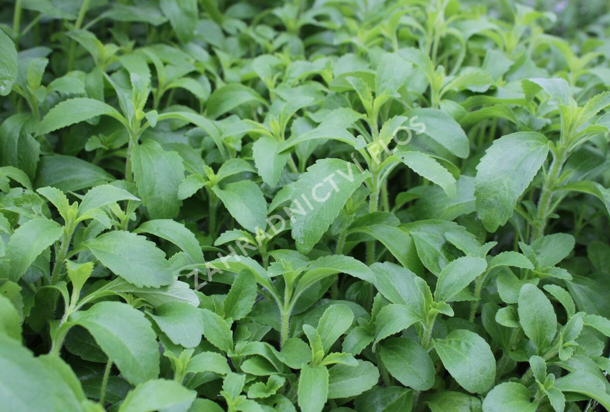 Stévie sladká 'Sweet Leaf' - Stevia rebaudiana 'Sweet Leaf'
