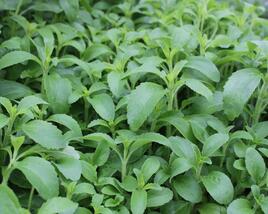 Stévie sladká 'Sweet Leaf'